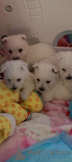 Photo №1. west highland white terrier - à vendre en ville de Bucharest | 350€ | Annonce №125745