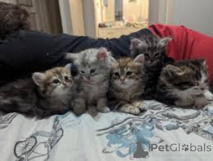 Photo №1. sibérien - à vendre en ville de Espoo | 500€ | Annonce № 166940