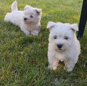 Photo №3. Westie-terrier. Serbie