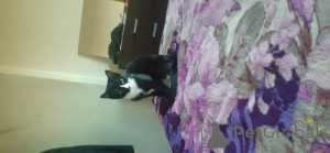 Photo №4. Je vais vendre british shorthair en ville de London Borough of Haringey. annonce privée - prix - 50€