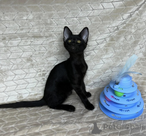 Photo №2 de l'annonce № 172077 de la vente savannah - acheter à Grèce annonce privée
