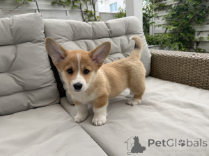 Photo №4. Je vais vendre welsh corgi en ville de Varsovie. éleveur - prix - 2000€