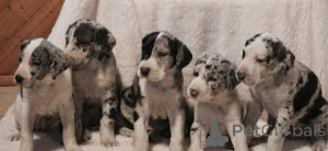 Photo №4. Je vais vendre dogue allemand en ville de Брауншвейг.  - prix - négocié