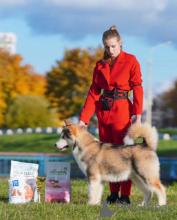 Photos supplémentaires: Manutentionnaire à Minsk
