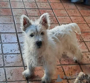 Photos supplémentaires: Terrier blanc des Highlands de l'Ouest - Westie