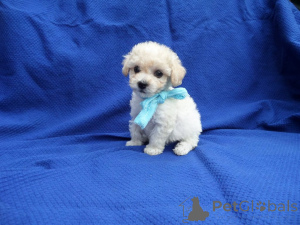 Photo №1. maltipu - à vendre en ville de Lauterbach (Hessen) | 900€ | Annonce №150145