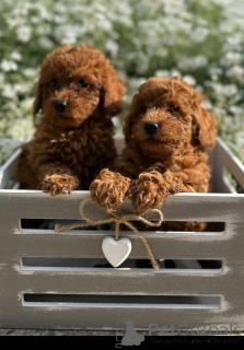 Photo №1. caniche (jouet) - à vendre en ville de Savino Selo | négocié | Annonce №151653