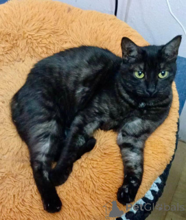 Photo №1.  - à vendre en ville de Rivière moscou | Gratuit | Annonce № 159232