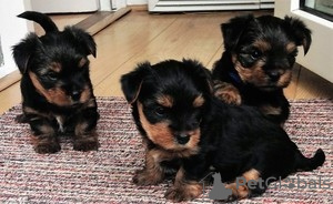 Photo №1. yorkshire terrier - à vendre en ville de Adelboden | 200€ | Annonce №129285