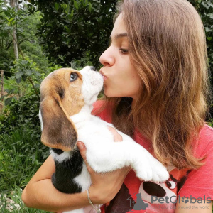 Photo №4. Je vais vendre beagle en ville de Düsseldorf. annonce privée - prix - 360€