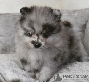 Photo №2 de l'annonce № 107213 de la vente spitz nain - acheter à USA 