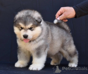 Photo №2 de l'annonce № 176289 de la vente malamute de l'alaska - acheter à Serbie 