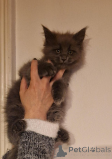 Photo №1. maine coon - à vendre en ville de Delmenhorst | Gratuit | Annonce № 145311
