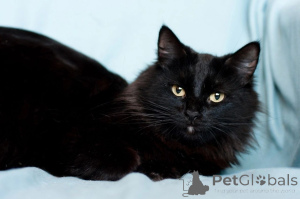 Photo №2 de l'annonce № 138827 de la vente  - acheter à Biélorussie 