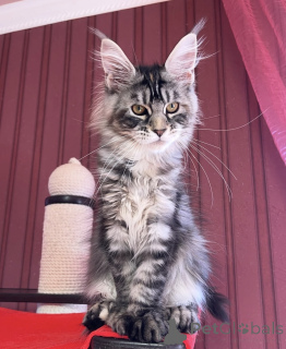 Photo №2 de l'annonce № 161773 de la vente maine coon - acheter à USA éleveur