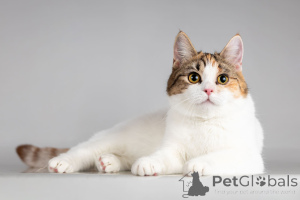 Photo №2 de l'annonce № 166020 de la vente  - acheter à Fédération de Russie de l'abri