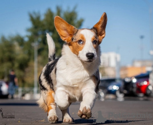 Photo №1. welsh corgi - à vendre en ville de Москва | négocié | Annonce №121318