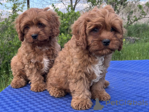 Photo №1. kavapoun - à vendre en ville de Kiev | 550€ | Annonce №139109