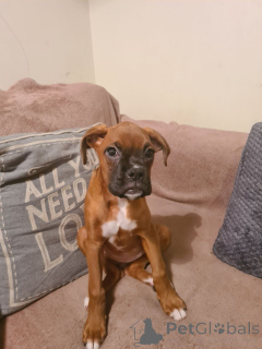 Photo №1. boxer - à vendre en ville de Helsinger | 850€ | Annonce №167479