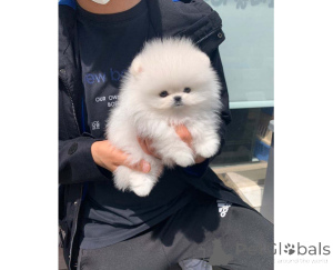 Photo №1. spitz nain - à vendre en ville de Gdynia | négocié | Annonce №166644