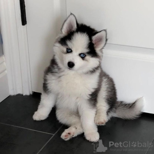 Photo №1. husky de sibérie - à vendre en ville de Košice | négocié | Annonce №109386