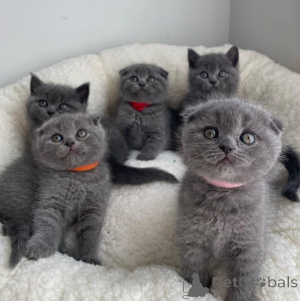 Photo №2 de l'annonce № 173037 de la vente scottish fold - acheter à Allemagne 
