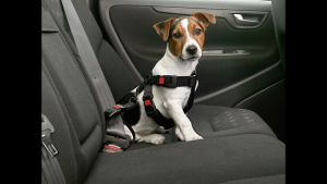 Photo №3. Livraison de chats et de chiens en Russie. Le départ le plus proche est le 24 en Fédération de Russie