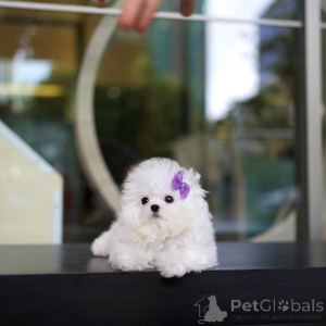 Photo №4. Je vais vendre bichon à poil frisé en ville de Newcastle upon Tyne.  - prix - Gratuit