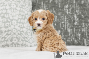 Photo №2 de l'annonce № 155609 de la vente labradoodle - acheter à La finlande annonce privée