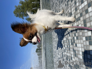 Photo №3. Papillon fille FCI. Canada