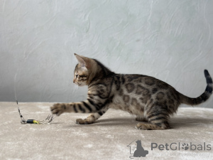 Photo №4. Je vais vendre bengal en ville de Marseille. annonce privée, de la fourrière, éleveur - prix - négocié