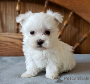 Photo №1. bichon maltais - à vendre en ville de Frasdorf | 450€ | Annonce №169449