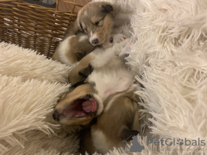 Photo №4. Je vais vendre colley en ville de Drzycim. annonce privée, éleveur - prix - négocié