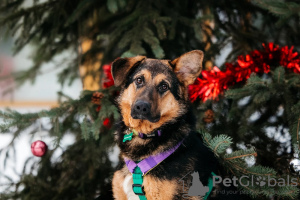 Photo №1. chien bâtard - à vendre en ville de Москва | Gratuit | Annonce №130500