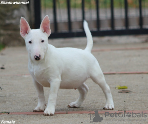 Photo №2 de l'annonce № 126558 de la vente bull terrier - acheter à Serbie 