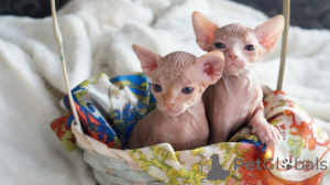 Photo №1. sphynx - à vendre en ville de Kreuzlingen | 339€ | Annonce № 178746