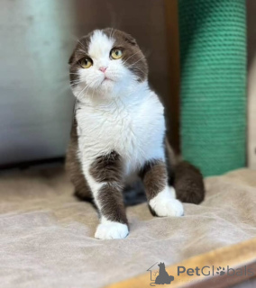 Photo №2 de l'annonce № 155693 de la vente british shorthair - acheter à Islande annonce privée