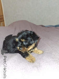 Photo №4. Je vais vendre biewer yorkshire terrier, yorkshire terrier en ville de Stockholm. annonce privée, de la fourrière, éleveur - prix - 600€
