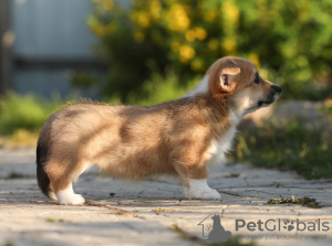 Photo №2 de l'annonce № 11544 de la vente welsh corgi - acheter à Fédération de Russie éleveur