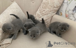 Photo №1. scottish fold - à vendre en ville de Helsinki | 300€ | Annonce № 96930