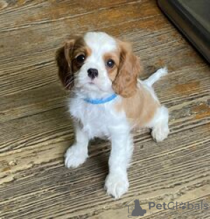 Photo №2 de l'annonce № 124062 de la vente cavalier king charles spaniel - acheter à La finlande annonce privée