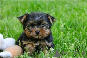 Photo №2 de l'annonce № 104856 de la vente yorkshire terrier - acheter à Australie annonce privée