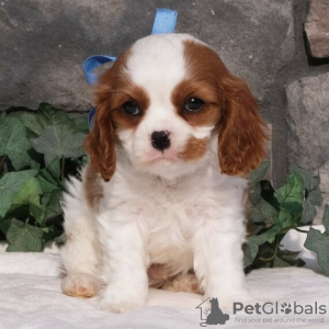 Photo №2 de l'annonce № 45716 de la vente cavalier king charles spaniel - acheter à Brésil 