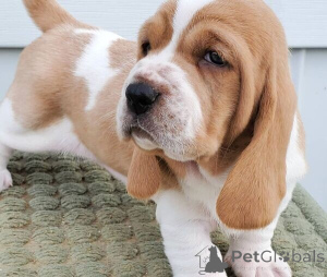 Photo №1. basset hound - à vendre en ville de Bague | négocié | Annonce №169988