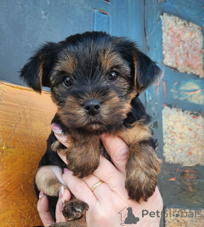 Photo №3. vente de chiots Yorkshire. Portugal