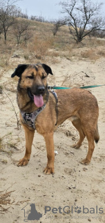 Photo №2 de l'annonce № 127436 de la vente chien bâtard - acheter à Fédération de Russie annonce privée