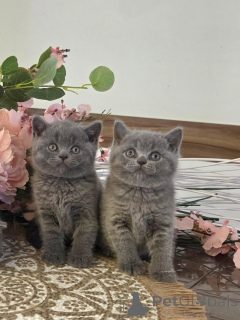 Photo №1. british longhair - à vendre en ville de Klingenberg | négocié | Annonce № 177054