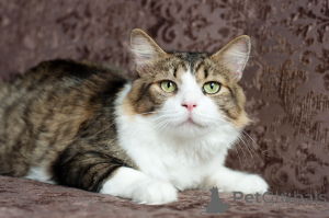 Photo №1.  - à vendre en ville de Minsk | Gratuit | Annonce № 149216