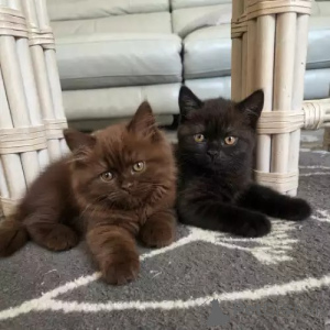 Photo №3. Mignons chatons British Blue Shorthair. La Grande-Bretagne