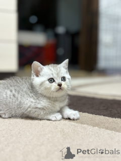 Photo №2 de l'annonce № 163066 de la vente scottish straight - acheter à Biélorussie éleveur